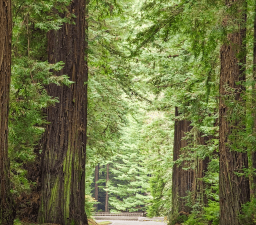 Escape from the Wildfire, fiction based on true&nbsp;events