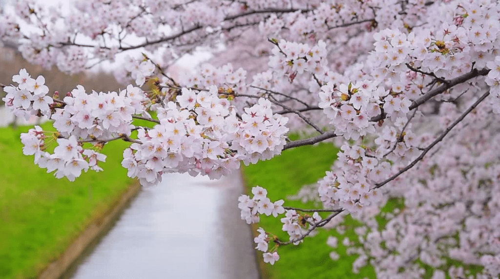 Three Girls in a Cherry&nbsp;Tree
