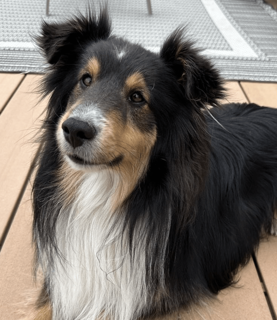 O’Malley, The Mail-Order&nbsp;Dog