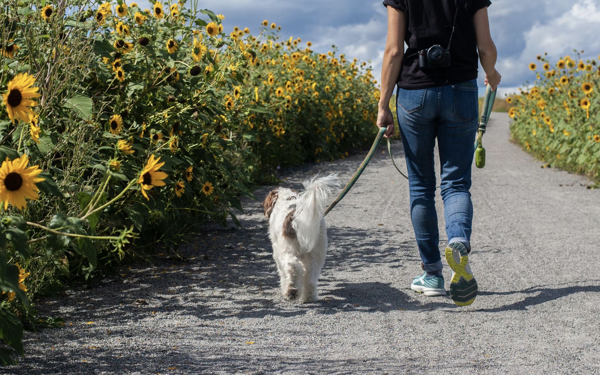Creating O’Malley: A True Story of Dogs and Family