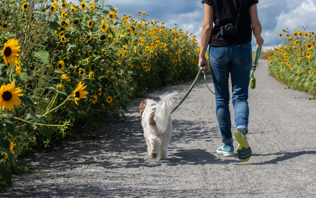 Creating O’Malley: A True Story of Dogs and&nbsp;Family